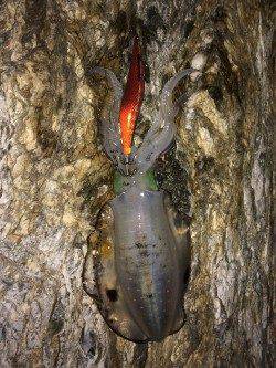 戸坂・塩津漁港周辺エギング　アオリイカはシモリの影に潜んでいました