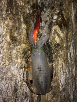 戸坂・塩津漁港周辺エギング　アオリイカはシ…