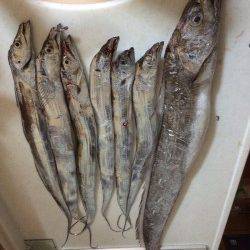 水軒　夜21時から3時までのタチウオ釣行☆