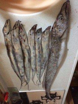 水軒　夜21時から3時までのタチウオ釣行☆