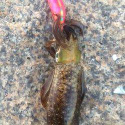 江井ヶ島　夜勤帰りの朝一エギング