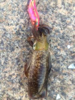 江井ヶ島　夜勤帰りの朝一エギング