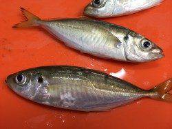 伊保港　常夜灯の当たる場所でのアジング☆