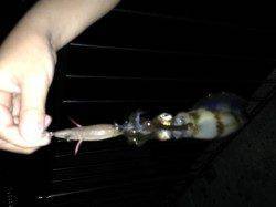 新浜漁港　0時過ぎからのエギングでアオリイカ狙い