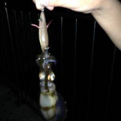 新浜漁港　0時過ぎからのエギングでアオリイカ狙い