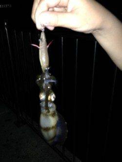 新浜漁港　0時過ぎからのエギングでアオリイカ狙い