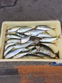 飛ばしサビキでアジ・アイゴなど　和歌山マリーナシティ海釣り公園