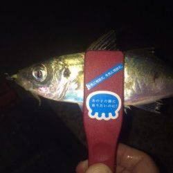 大和島周辺にてアジング　流れに乗せて時折アクション…でアジGET！