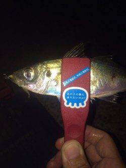 大和島周辺にてアジング　流れに乗せて時折アクション…でアジGET！