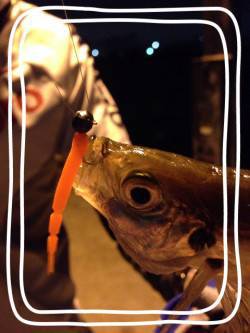 神戸港周辺アジング、鯵だんだん大きくなって…