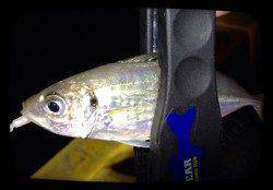 塩屋海岸　短時間のアジング　アタリは表層から中層