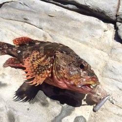 太地くじら浜公園　ワームでガシラ狙いを楽しむ