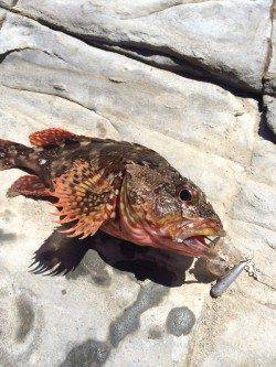 太地くじら浜公園　ワームでガシラ狙いを楽しむ