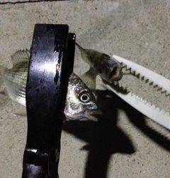 牛ヶ首周辺　ライトゲームでキビレ・チヌなど