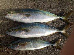 都志　ショアジギングで青物狙い　ツバスは高活性☆