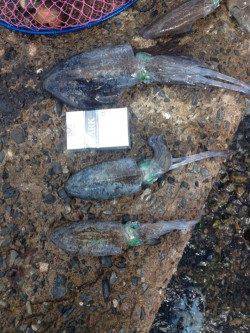 宇久　エギングのアオリイカはコロッケ〜掌サイズ　アコウも