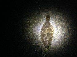 湯浅でアジング　良型ガシラ＆アジのほかちっさなカレイも釣れました