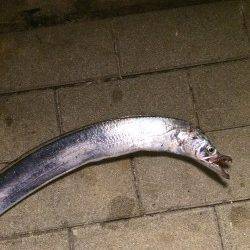 南港周辺でタチウオ釣り　ウキ釣りでゲットできました