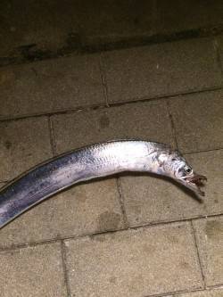 南港周辺でタチウオ釣り　ウキ釣りでゲットで…