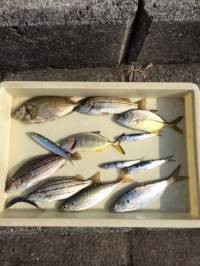マリーナシティ海釣り公園 サビキで魚種多彩な釣果