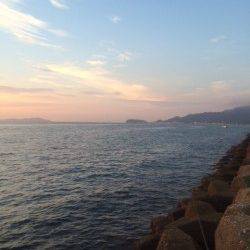 スプリットリグでアジをゲット　淡路島・古茂江周辺にて豆アジング