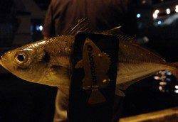 須磨　深夜のアジング調査も厳しい釣果に