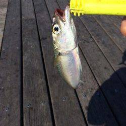 南港　ワインドでタチウオ　ジグでサバゲット