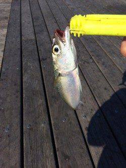 南港　ワインドでタチウオ　ジグでサバゲット