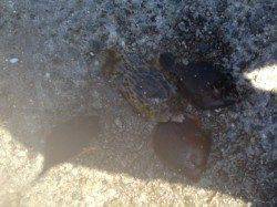 アジュール舞子　青物狙いも潮飛びで撃沈　胴突きでカワハギのお土産