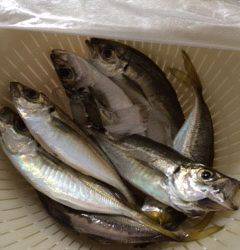 舞洲周辺で短時間アジング　良く引くサイズになっていました