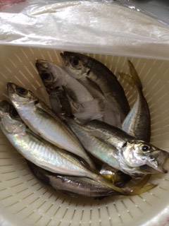 舞洲周辺で短時間アジング　良く引くサイズになっていました