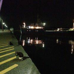 勝浦港でアジング　楽しめました♪