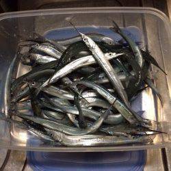 柴山港　のべ竿のサヨリもなかなか難しい釣りです