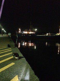 勝浦港でアジング　楽しめました♪