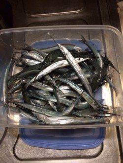 柴山港　のべ竿のサヨリもなかなか難しい釣りです