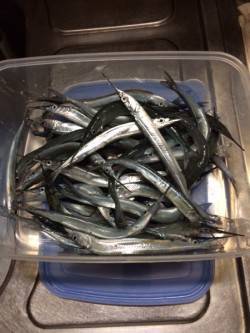 柴山港　のべ竿のサヨリもなかなか難しい釣り…