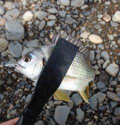 ちょい釣りに南部川の河口へ　JH＋イシゴカイでキビレ・メッキ・ハゼ