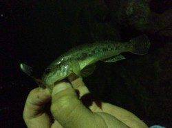 有田川河口　ライトゲームでマゴチ＆ハゼ