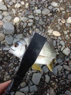 ちょい釣りに南部川の河口へ　JH＋イシゴカ…