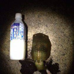 舞子エギングでのアオリイカ堪能　2時間程で2人で17杯