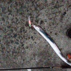 今はエサ釣りに分がありそう　岸和田一文字、沖の北にてタチウオ釣り