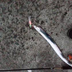 今はエサ釣りに分がありそう　岸和田一文字、…