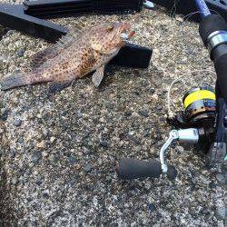 太地でライトゲーム　オオモンハタの釣果