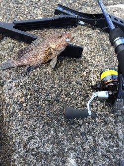 太地でライトゲーム　オオモンハタの釣果