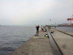 朝一便で神戸沖堤へ　朝一はタチウオ、空けてからはサゴシ祭り！