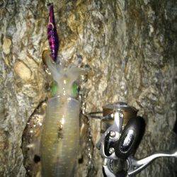 海南にてエギングでアオリイカ　2.5号にするとすぐに反応