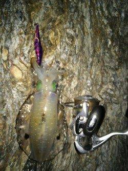 海南にてエギングでアオリイカ　2.5号にするとすぐに反応