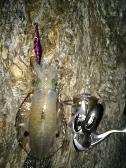 海南にてエギングでアオリイカ　2.5号にす…