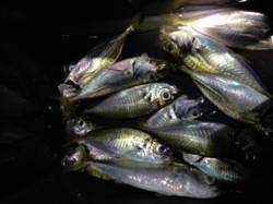 谷川漁港　アジング釣行も渋い釣果に