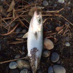 早起きして新宮の大浜へ　ショアジギングでツバス